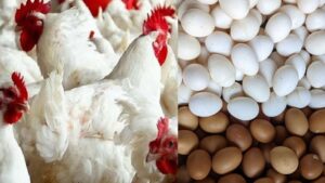 সৌদি আরবে বাংলাদেশসহ ৪০ দেশ থেকে মুরগি ও ডিম আমদানিতে নিষেধাজ্ঞা